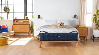 A golden retriever dog lies on top of the DreamCloud Luxury Hybrid mattress