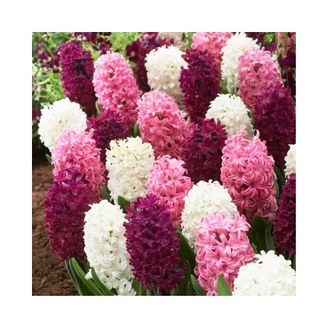 Hyacinths in white and pink