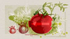 Illustration depicting the history and evoution of tomatoes