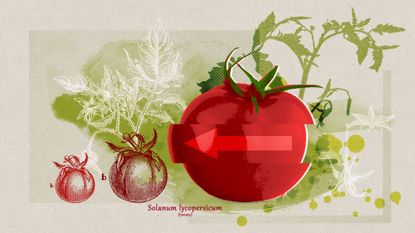 Illustration depicting the history and evoution of tomatoes