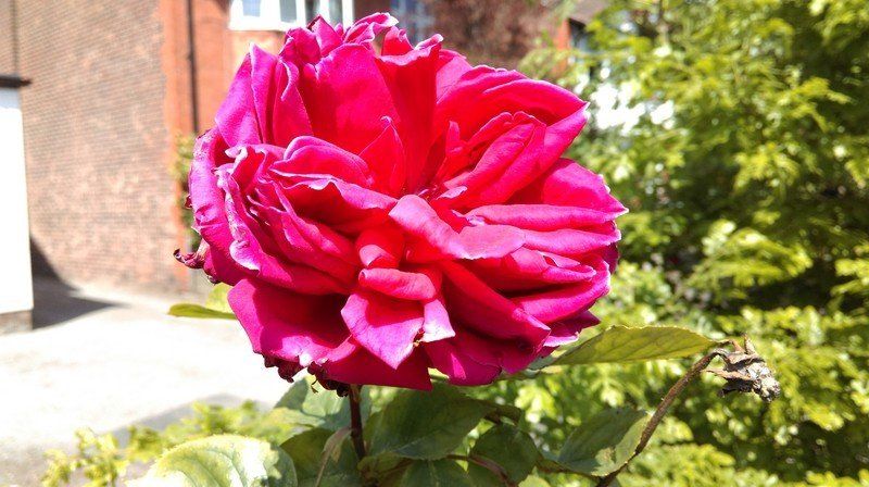 Photo sample