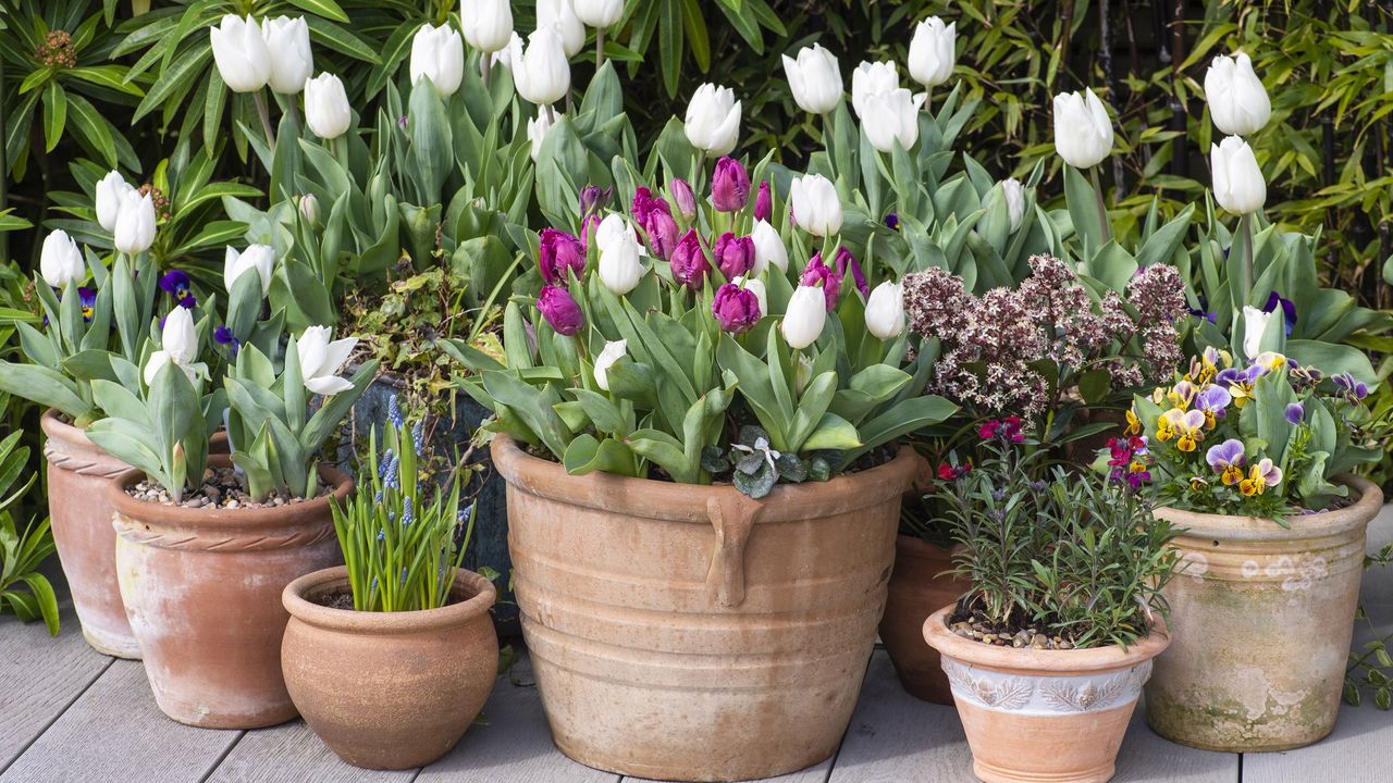 A terracotta pot planted with an early spring mix of white Tulipa &#039;Diana&#039; with pink parrot tulips.