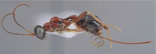 The ovipositor of the female wasp, which helps her penetrate the walls of the spider igloo nest.
