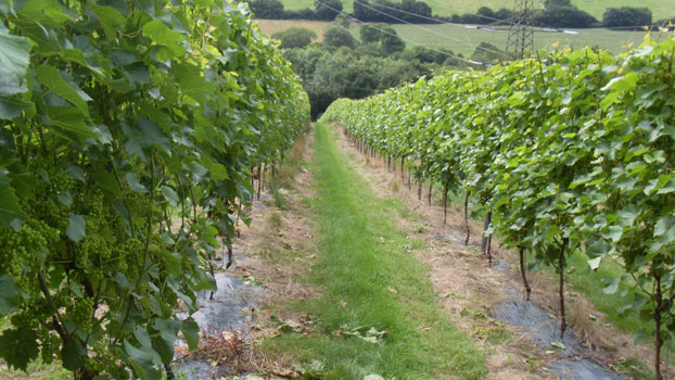 English vineyard