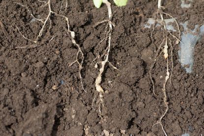 Plant Roots In Soil