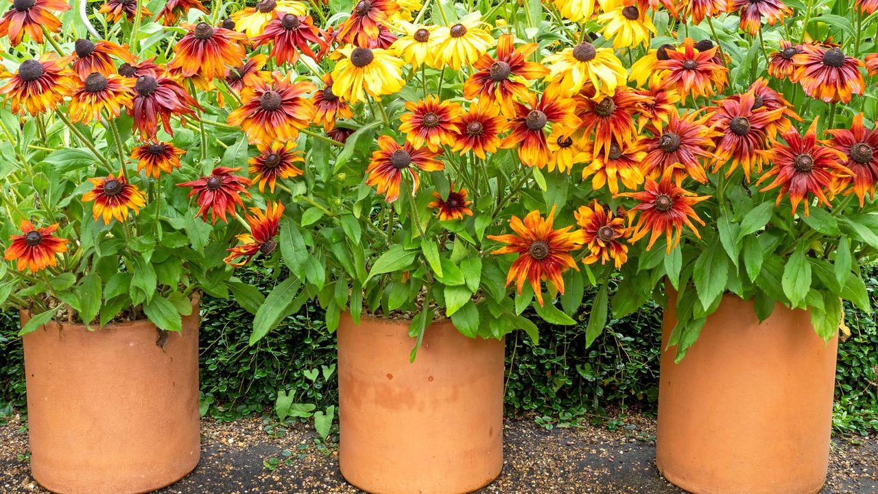 Black-eyed susan planted in pots