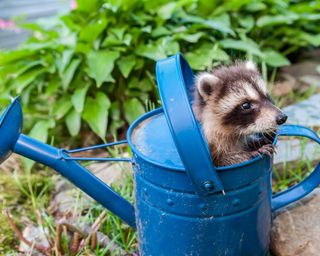 raccoon in watering can