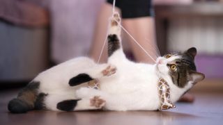 Cat playing with string