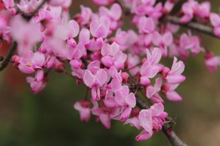 Cercis canadensis close up