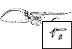 Hind Leg Bones in Whales