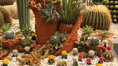 cactus garden ideas in gravel