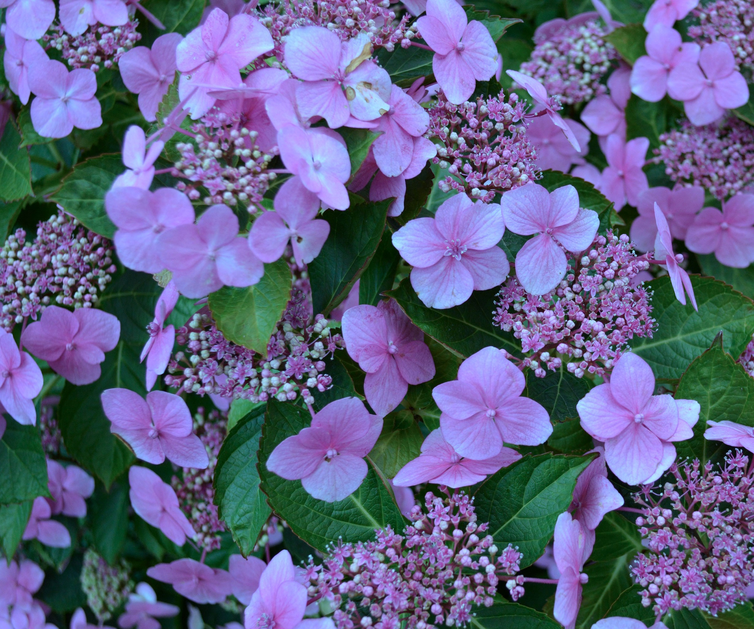 blue hydrangea Blue Wave detail of flower