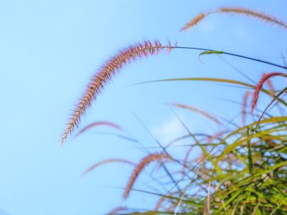 Red Crimson Fountain Grass