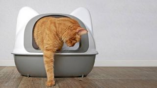 Cat climbing out one of the best cat litter boxes