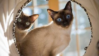 Two Tonkinese cats with blue and green eyes