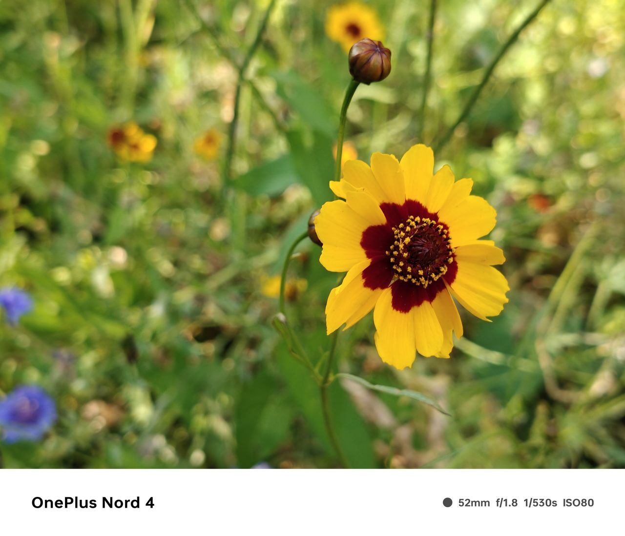 A photo captured on the OnePlus Nord 4
