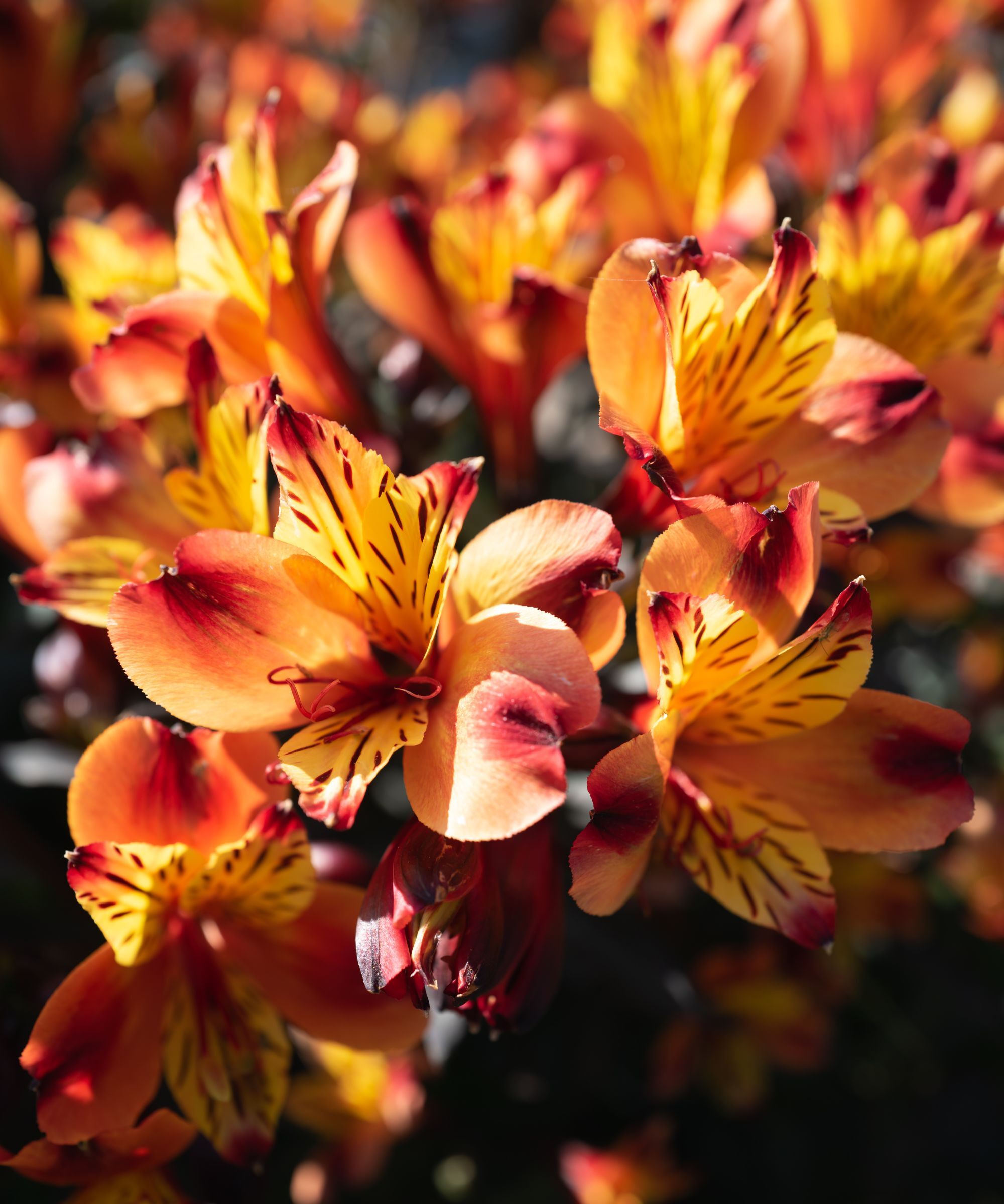 Alstroemeria 'Third Harmonic'