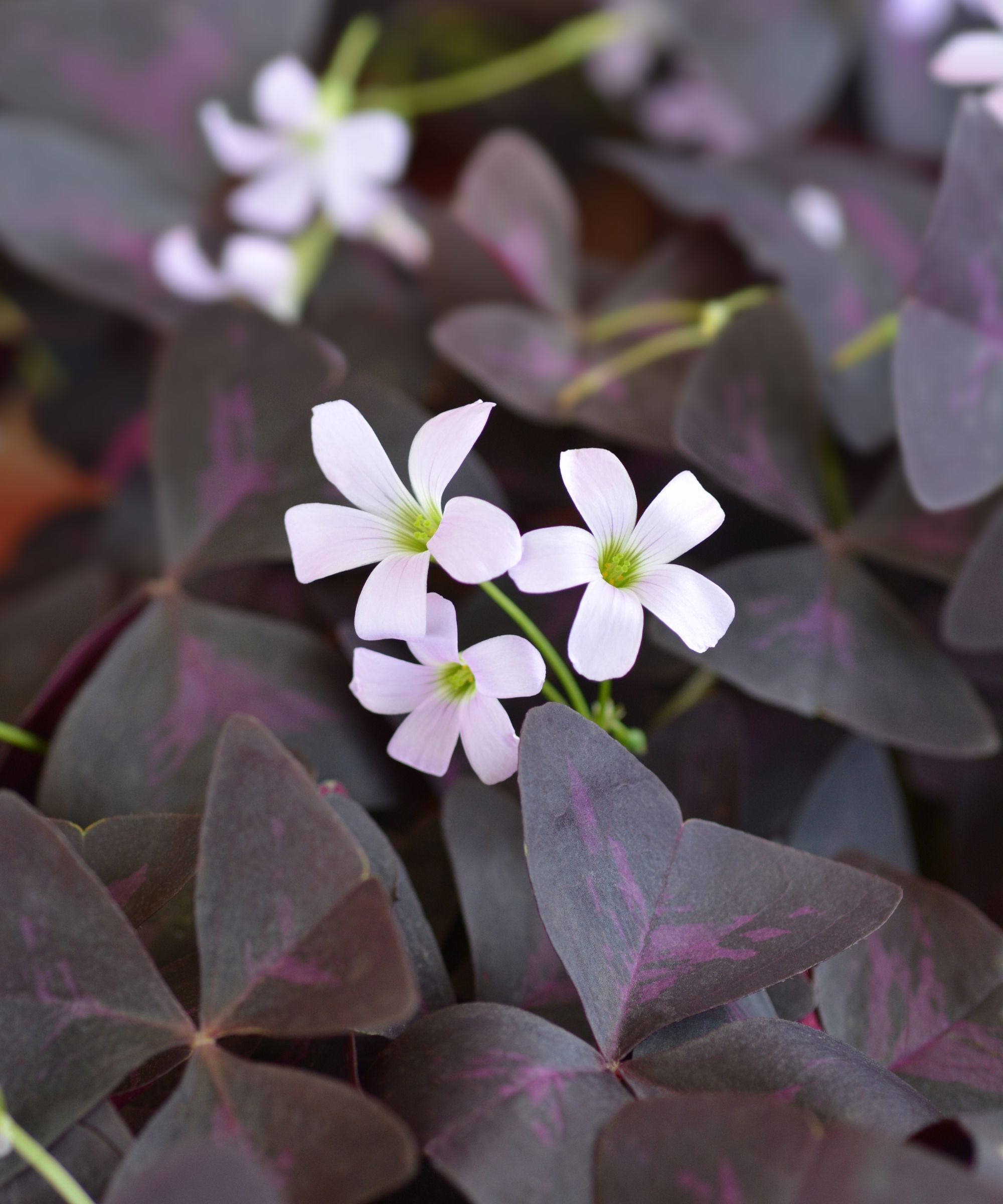 Oxalis