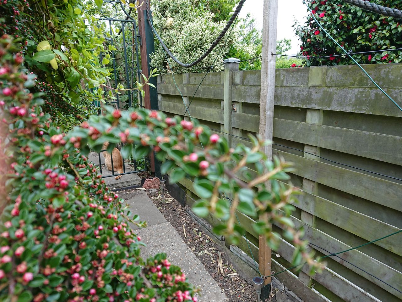 &hellip;before switching the focus to the background, which was easy to do using the on-screen slider