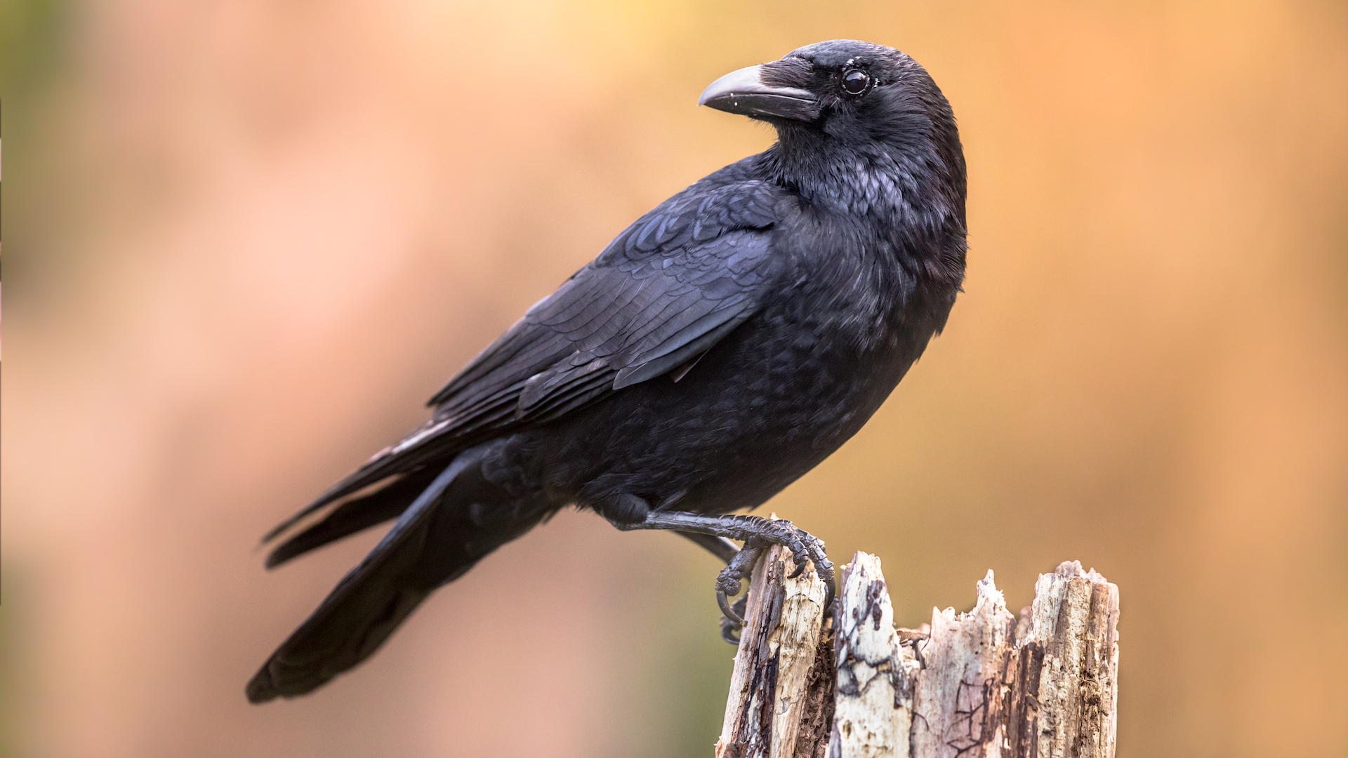 Crows can count out loud, startling study reveals
