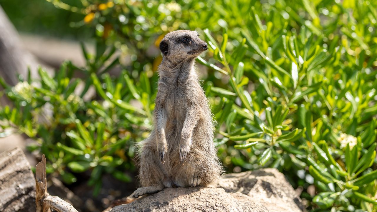 meerkat stood on a rock