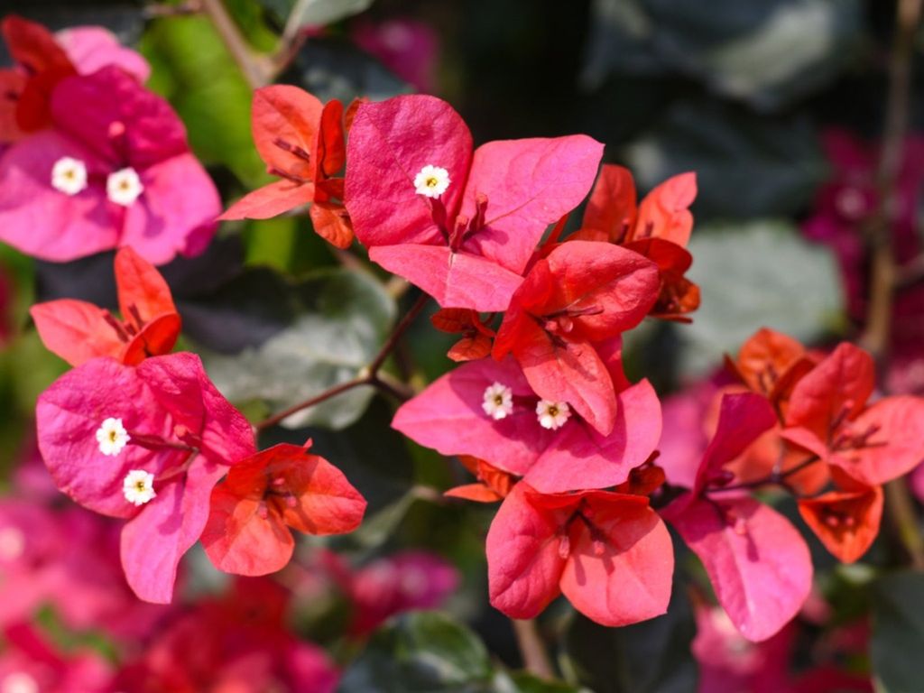 Bougainvillea Looper Caterpillar - Stopping Bougainvillea Caterpillar ...