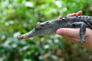 Man hand holds a young baby Australian Salt water crocodile.