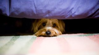 Dog hiding under bed