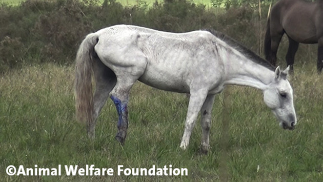 20170413_UR_SG_03_Biomega_severely-injured-emaciated-mare-3-web