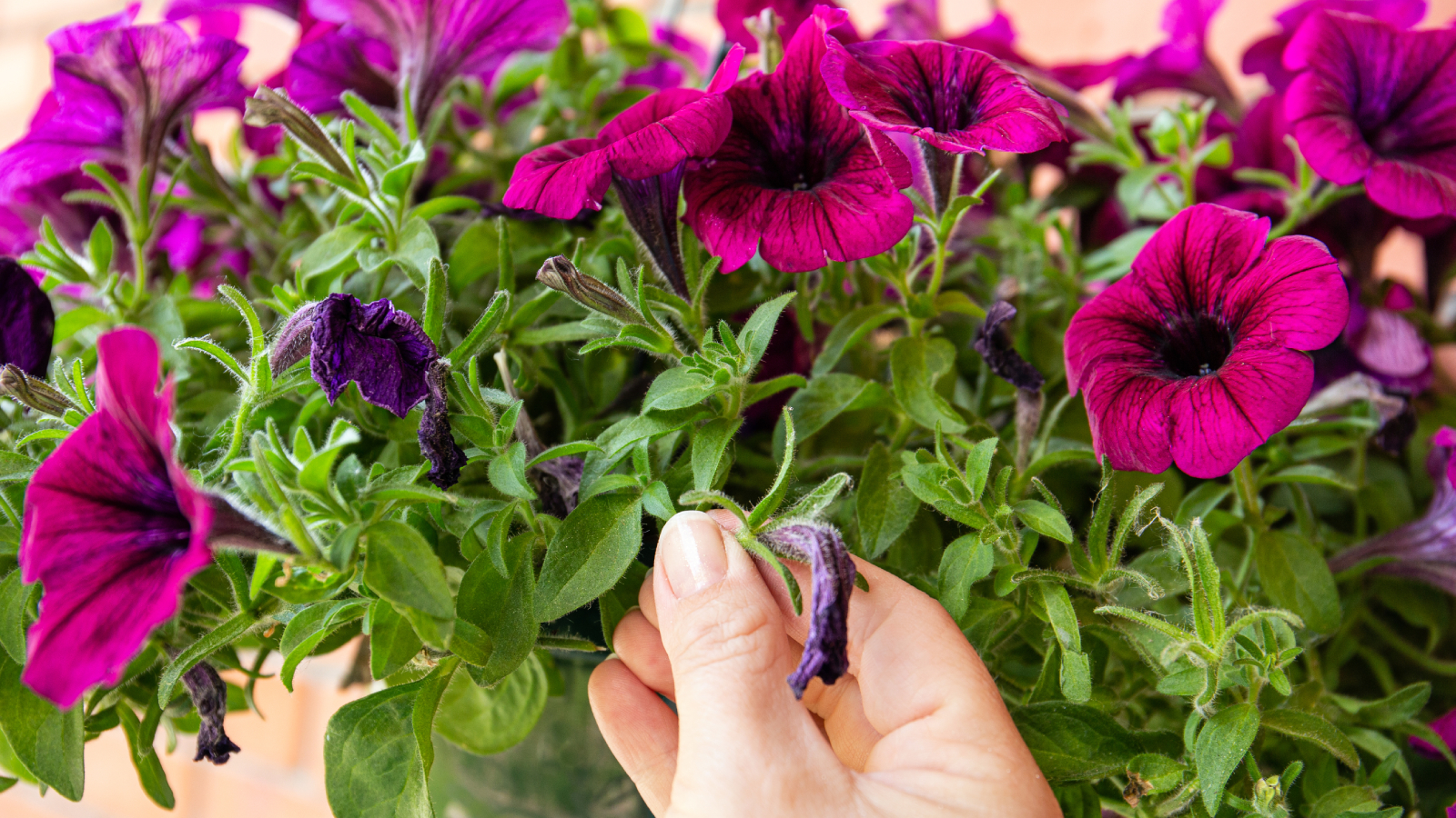 Gardener deadheading petunia plant