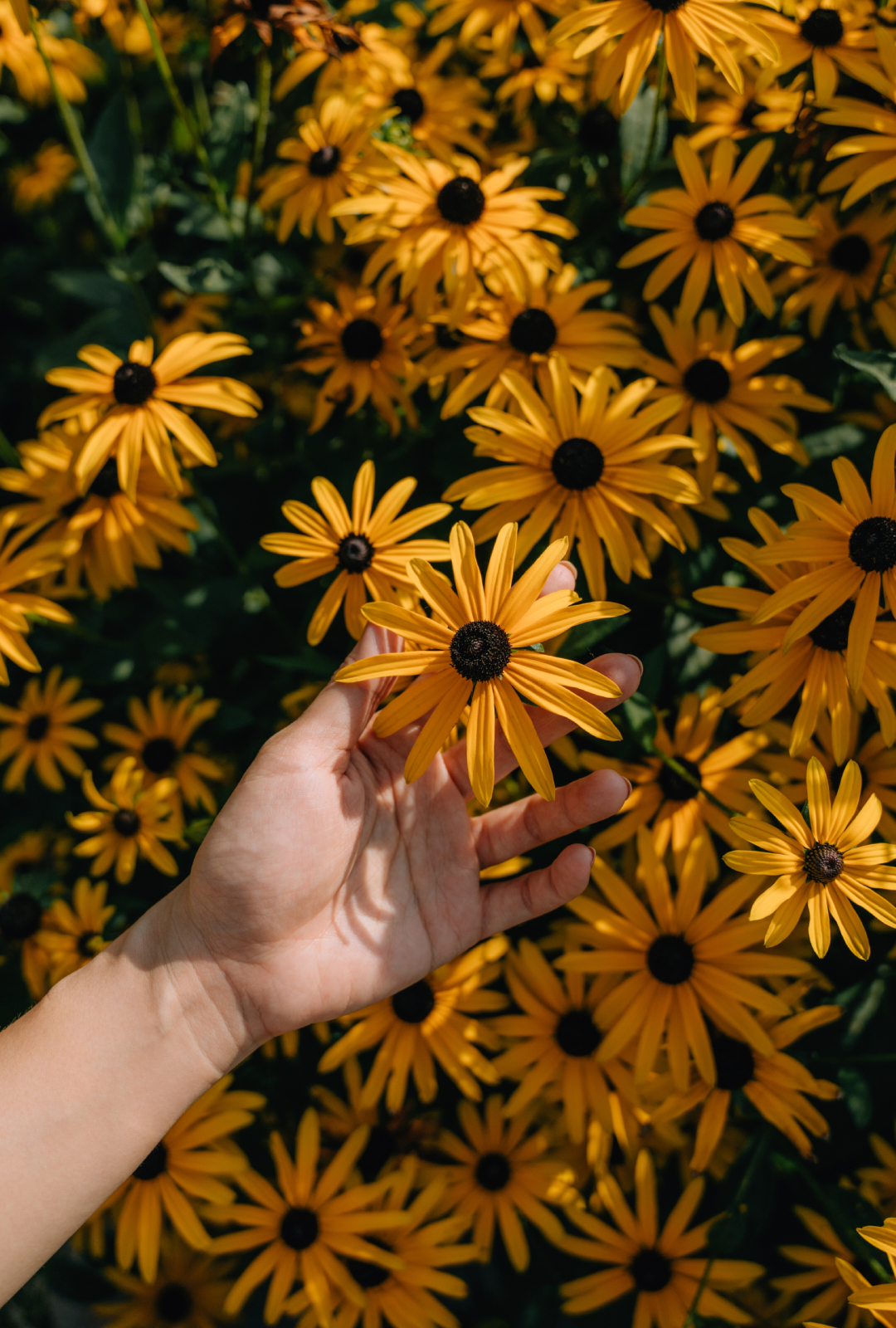 Seasonal flowers