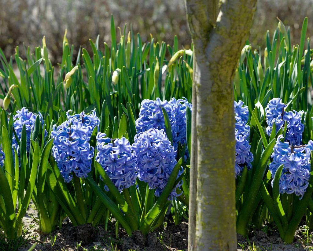 How and when to plant hyacinth bulbs easy tips for a spring
