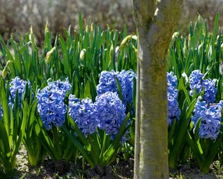 blue hyacinths planted in ground