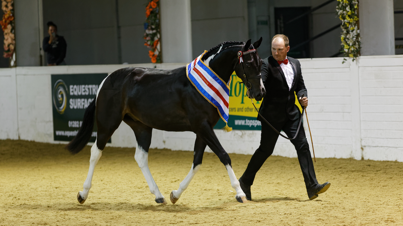 Lostock Up the Funk, with John Cutts, an expert trainer for in-hand showing classes