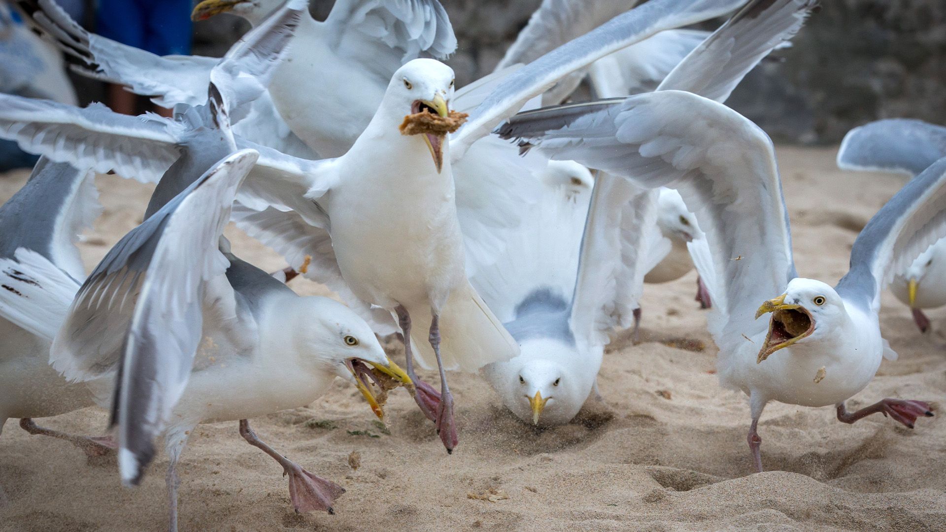 creativebloq.com - Natalie Fear - This weird packaging design hack could save your chips from seagulls
