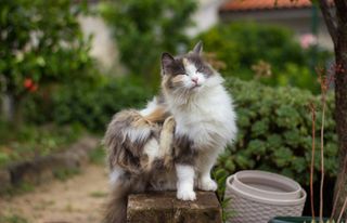 Calico cat scratching themselves outside