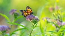 A Monarch butterfly sitting on a milkweed plant and feeding on the nectar