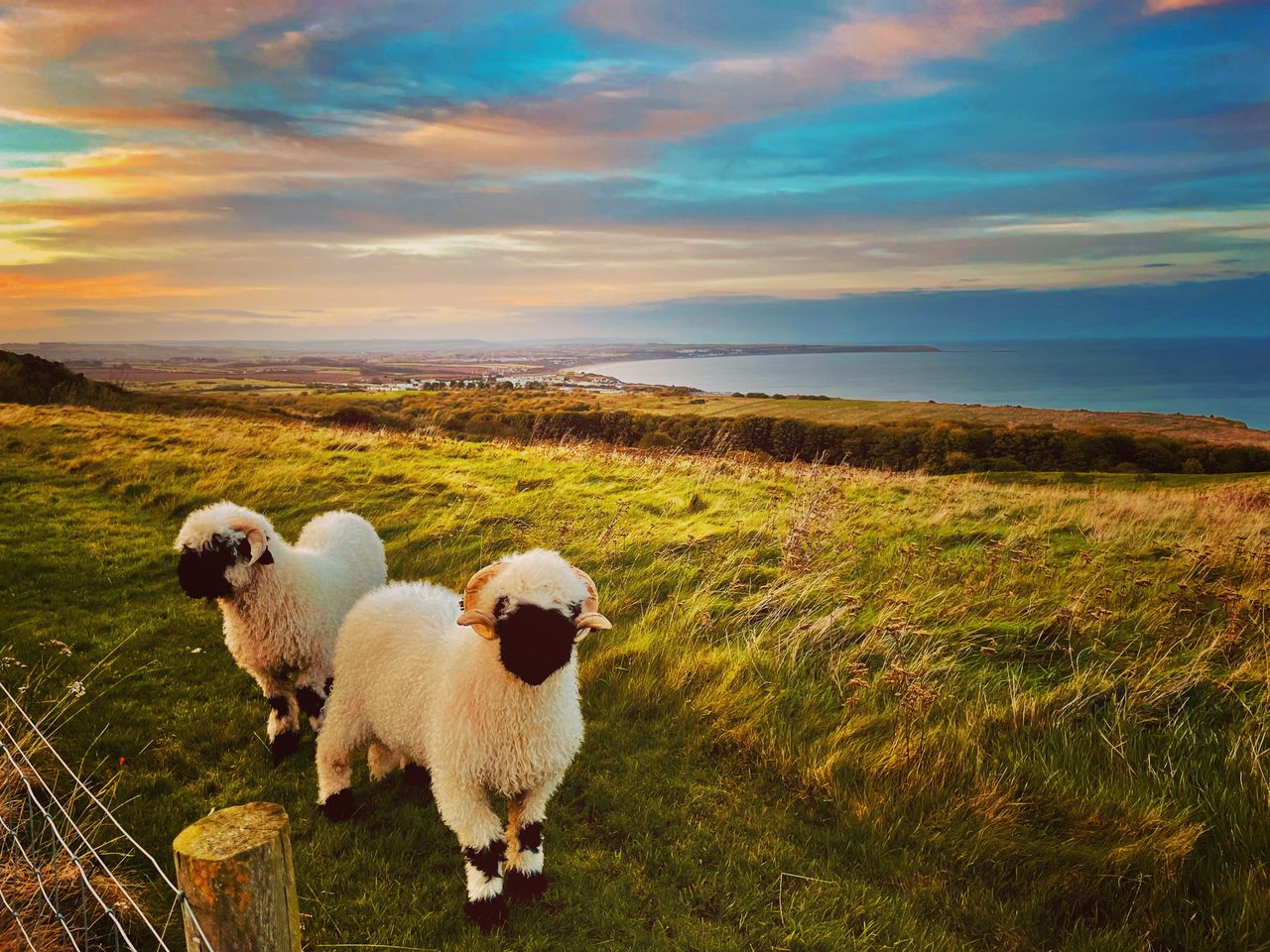 Valais Blacknose sheep — the &#039;world&#039;s cutest&#039; — pictured frolicking in North Yorkshire.