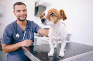 cachorro, veterinario