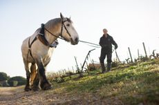 Malartic-horse_corporate-video-2024-@lemaslow.jpg