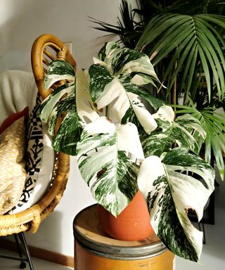 A white and green monstera house plant in a pot beside a rattan chair