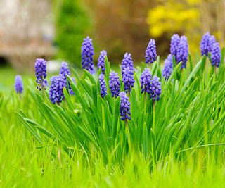 Muscari