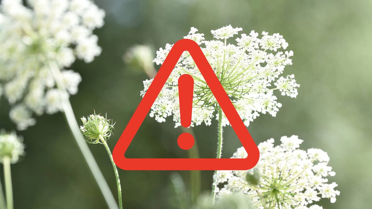 Gardeners Beware! These 6 Plants Could Get You in Legal Trouble – What You Need to Know Before You Grow