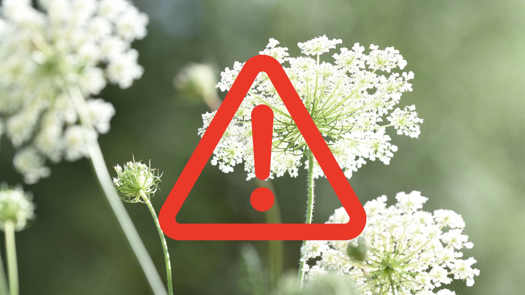 Flowers of giant hogweed plant with red warning logo overlaid