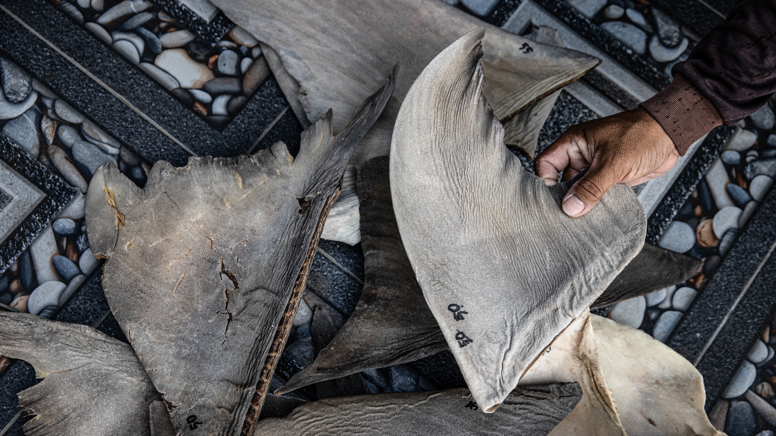 A worker dries sharks fin at Tanjung Luar village on October 09, 2025 in Lombok, Indonesia.