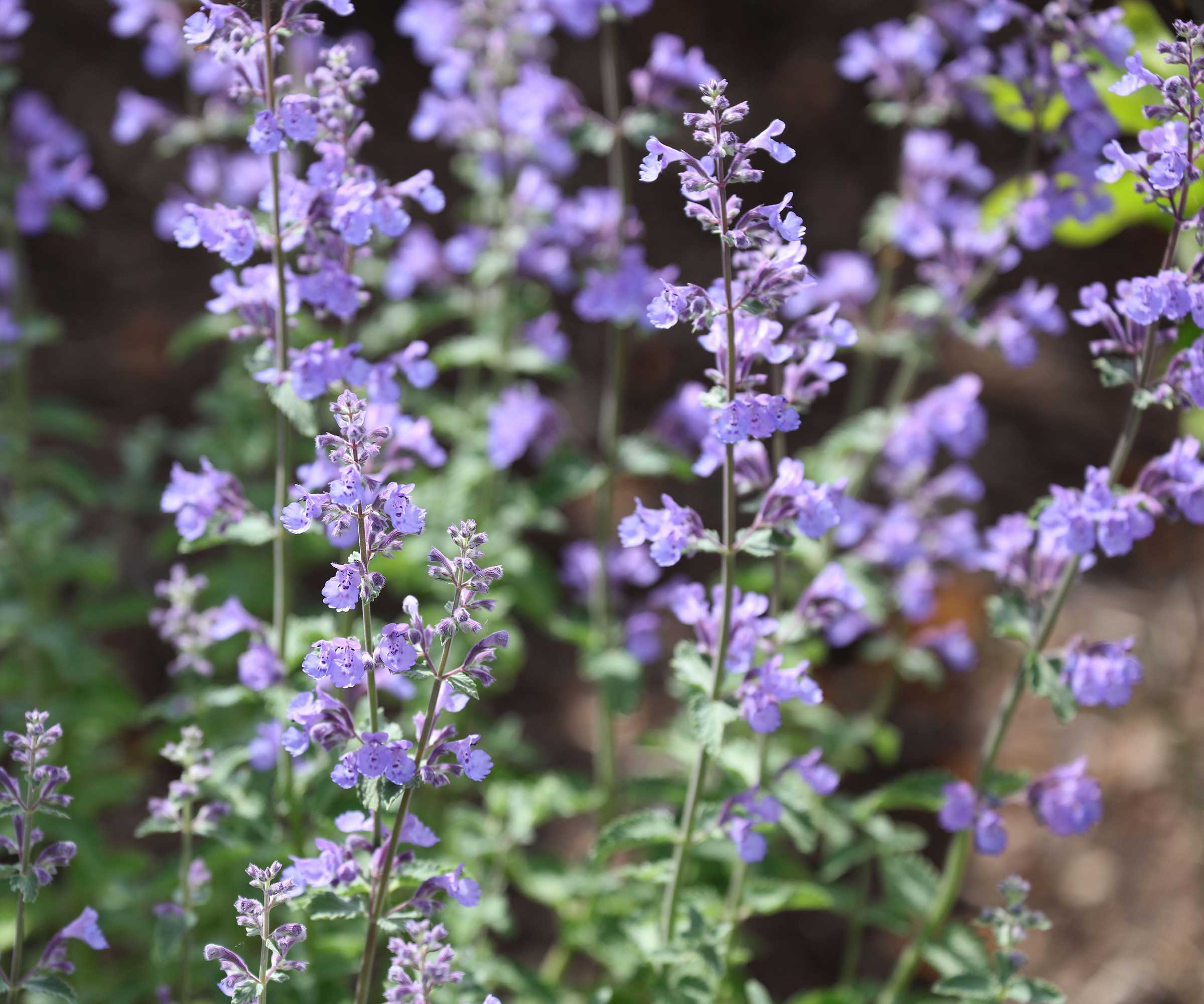 nepeta &#039;Walkers Low&#039;