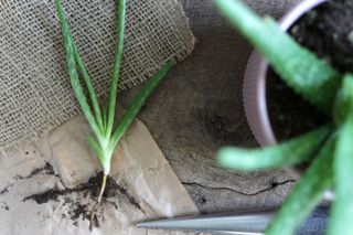 propagating Aloe Vera plants
