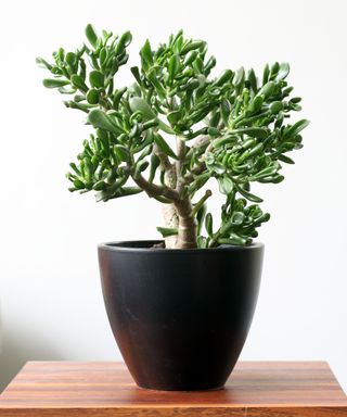 Crassula ovata 'gollum' houseplant, in a black porcelain pot, on a wooden sidetable