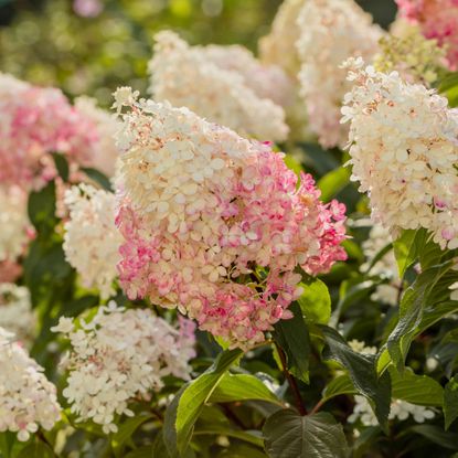 Vanilla Strawberry hydrangea in full bloom