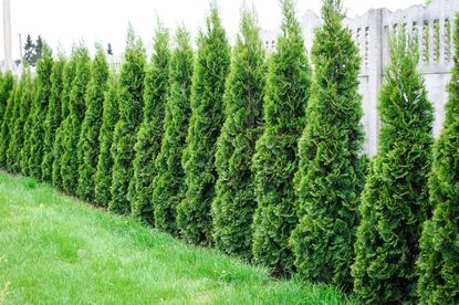 Thuja trees creating a fence line